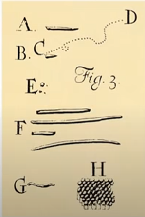 Leeuwenhoek's cute drawing